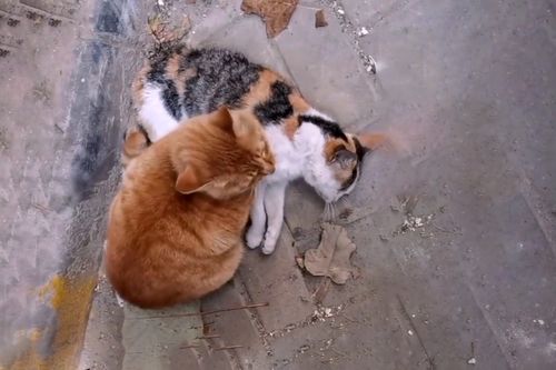 掉入火锅小猫已离世