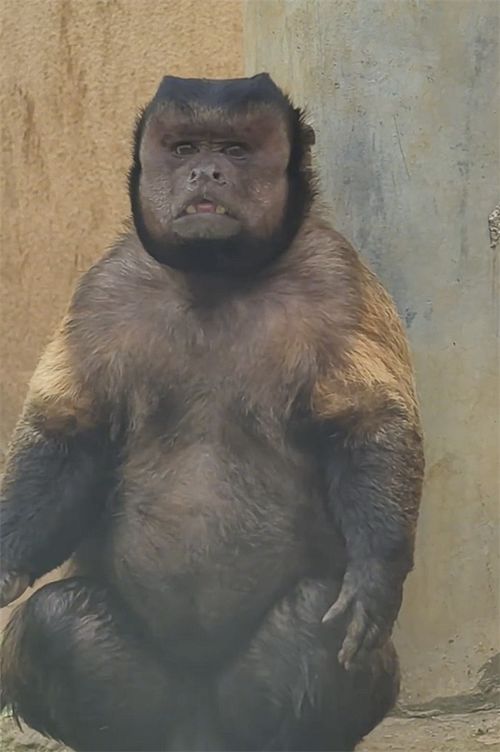 合肥野生动物园一猴子丑出圈 合肥野生动物园一猴子丑出圈