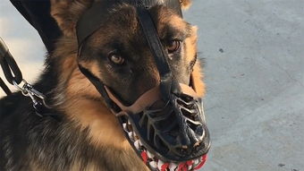 狗子变成了怪物游戏攻略