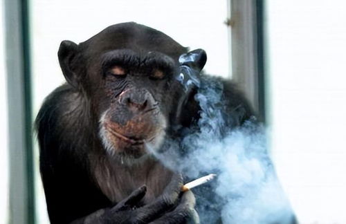 救援幼小猩猩游戏攻略