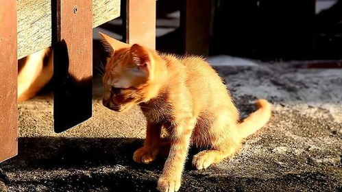 网红猫“悟空”死亡时到底发生了什么