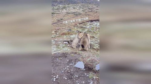 网友自驾游偶遇土拨鼠打架