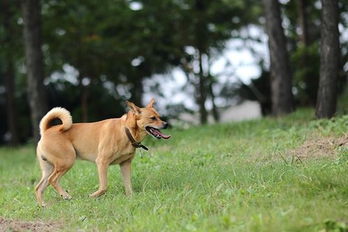 中华田园犬基地游戏攻略 中华田园犬基地游戏攻略