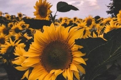 人类的本质是向日葵 人类的本质是向日葵