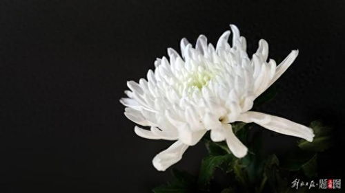 汶川地震朱大爷已于2011年去世