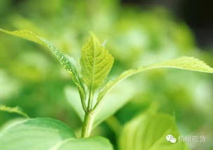 在家种绿叶植物攻略游戏