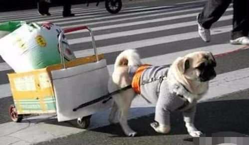 狗狗躺马路不起 同伴集体守护