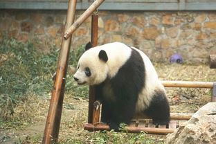 动物园熊猫攻略游戏