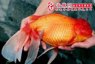 杭州有自己的梦核金鱼 杭州有自己的梦核金鱼