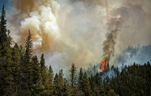 美国加州50多只鸟空中突然爆炸 美国加州50多只鸟空中突然爆炸