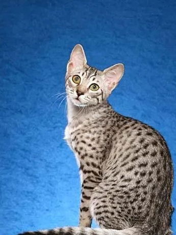 埃及猫原版小游戏攻略