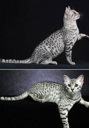 埃及猫像素小游戏攻略 埃及猫像素小游戏攻略