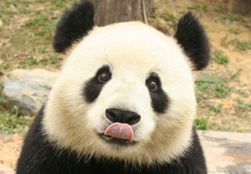 男子遇野生大熊猫一开始以为是猪