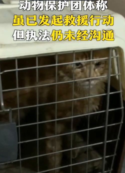 一只猫向监狱走私毒品被抓