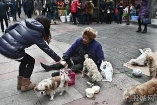 流浪狗街头游戏攻略