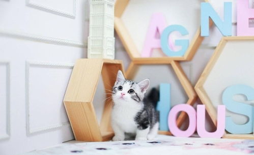 日常新手养猫攻略游戏