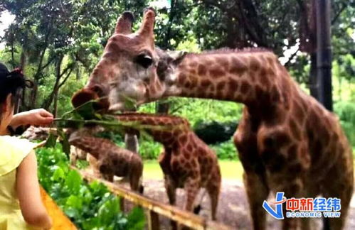 杭州动物园豹子外逃4年后 如今找到了吗