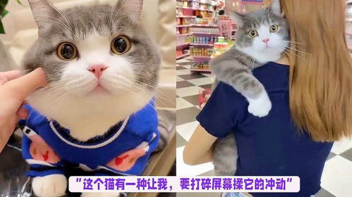 我养到猫界叶问了