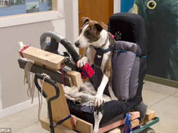 流浪狗开车攻略游戏