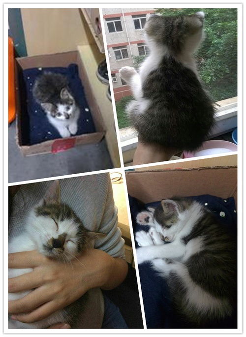 起猛了 养到能吃猫的花了