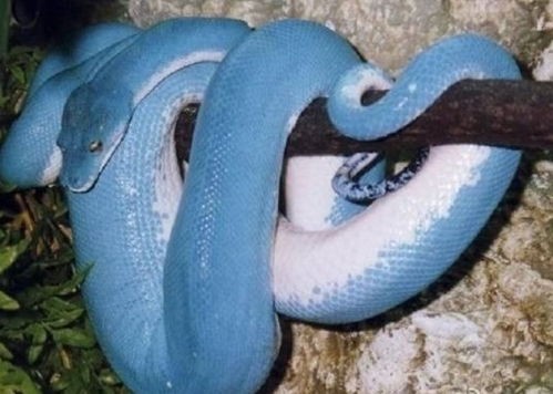 被毒蛇咬 要把蛇弄死带给医生看? 被毒蛇咬 要把蛇弄死带给医生看?