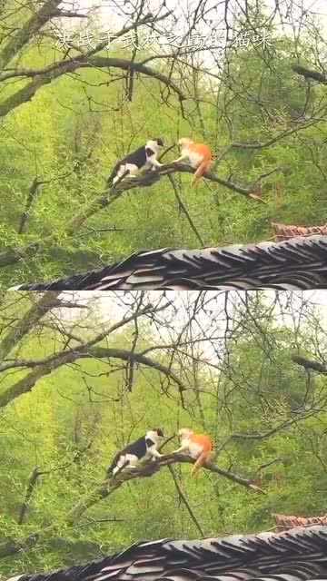 看到真正的决战猫猫之颠了