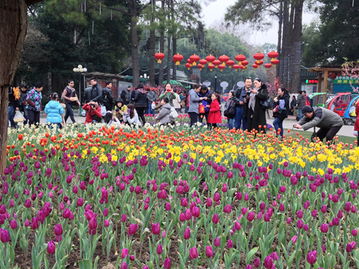 植物园春节游戏攻略