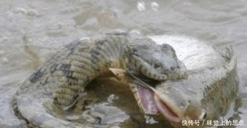 女生河边散步 脚被蝮蛇咬三个洞