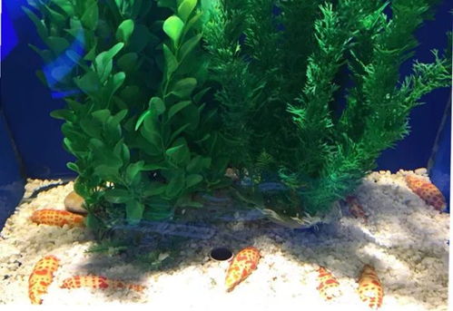 青岛海底世界小游戏攻略