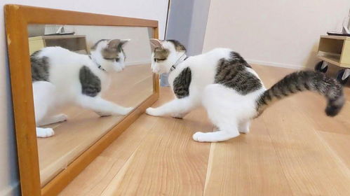 猫与镜子游戏攻略视频