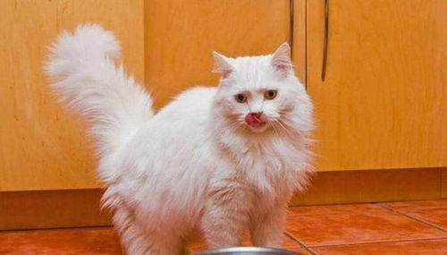 你养的宠物猫正在暴露你的钱包余额