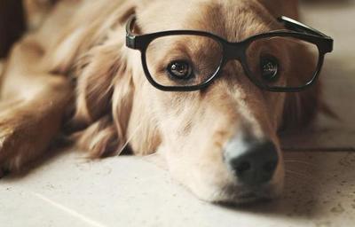 恶犬狂吠小伙大喊退退退