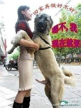 美女与野犬小游戏攻略