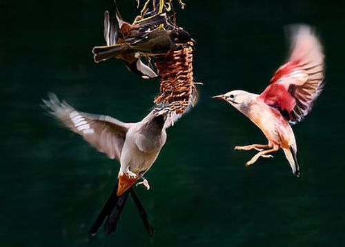 归巢游戏攻略指南鸟 归巢游戏攻略指南鸟