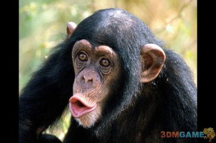 黑猩猩宝贝逃脱游戏攻略