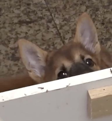 用北大猫协的方式给猫取名