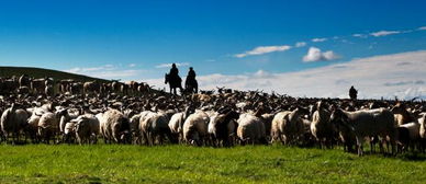 清清草原之老王游戏攻略