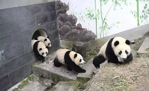 熊猫跟同伴们游戏攻略