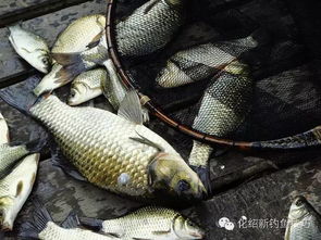 男子雨中钓上72斤石斑鱼3000元卖出 男子雨中钓上72斤石斑鱼3000元卖出