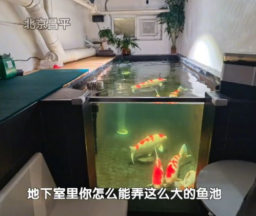 男子将地下室改成大鱼池 邻居崩溃