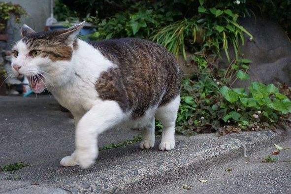 猫咪别捉我游戏攻略