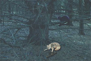 暴雨黑森林逃脱游戏攻略 暴雨黑森林逃脱游戏攻略