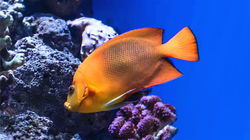 环球影城尊享攻略游戏