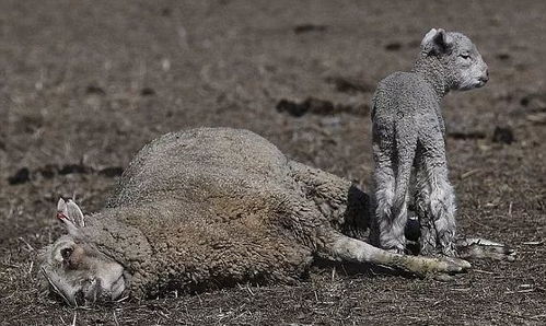 女子拍到野牛跌入温泉被活活煮死
