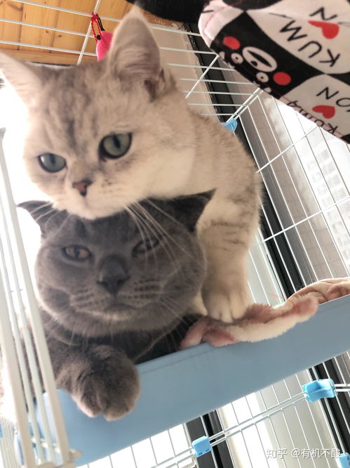 南北蓝猫白猫游戏攻略