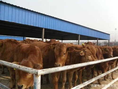 我养牛你养羊游戏攻略 我养牛你养羊游戏攻略