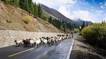 男子在独库公路逆行还嚣张认罚 男子在独库公路逆行还嚣张认罚