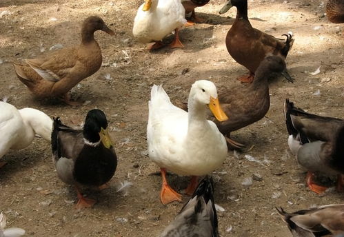 养个鸡鸭牛游戏攻略下载