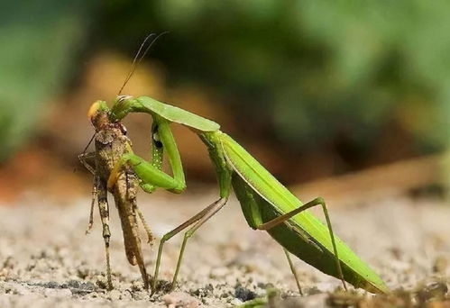 男子误杀邻居宠物螳螂赔400元 该赔吗