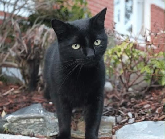 大蓝猫和大黑猫游戏攻略